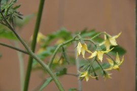食育活動　～野菜の生長～
